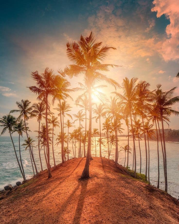 Coconut Tree Hill